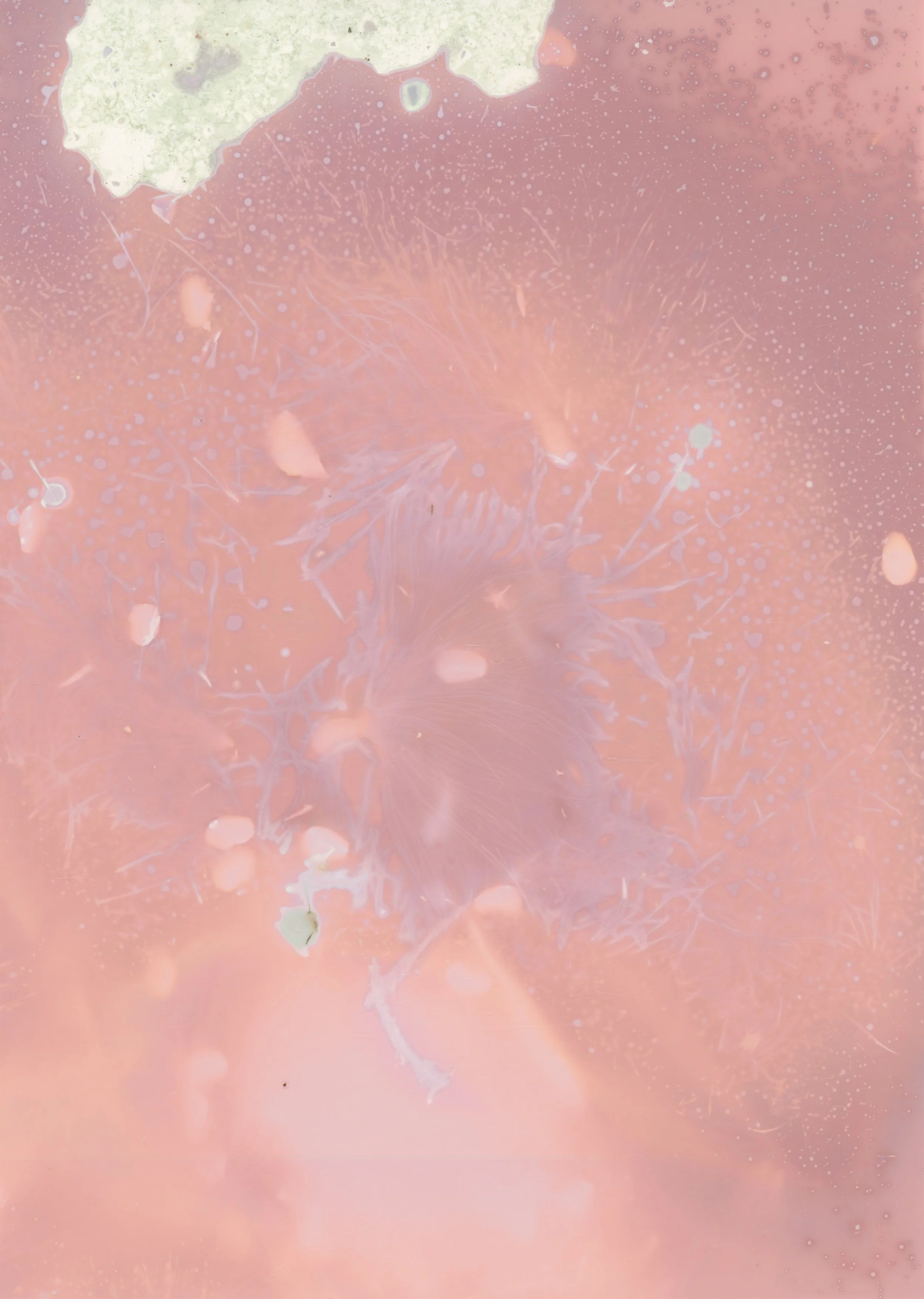 scans20260111_34 copy.jpg