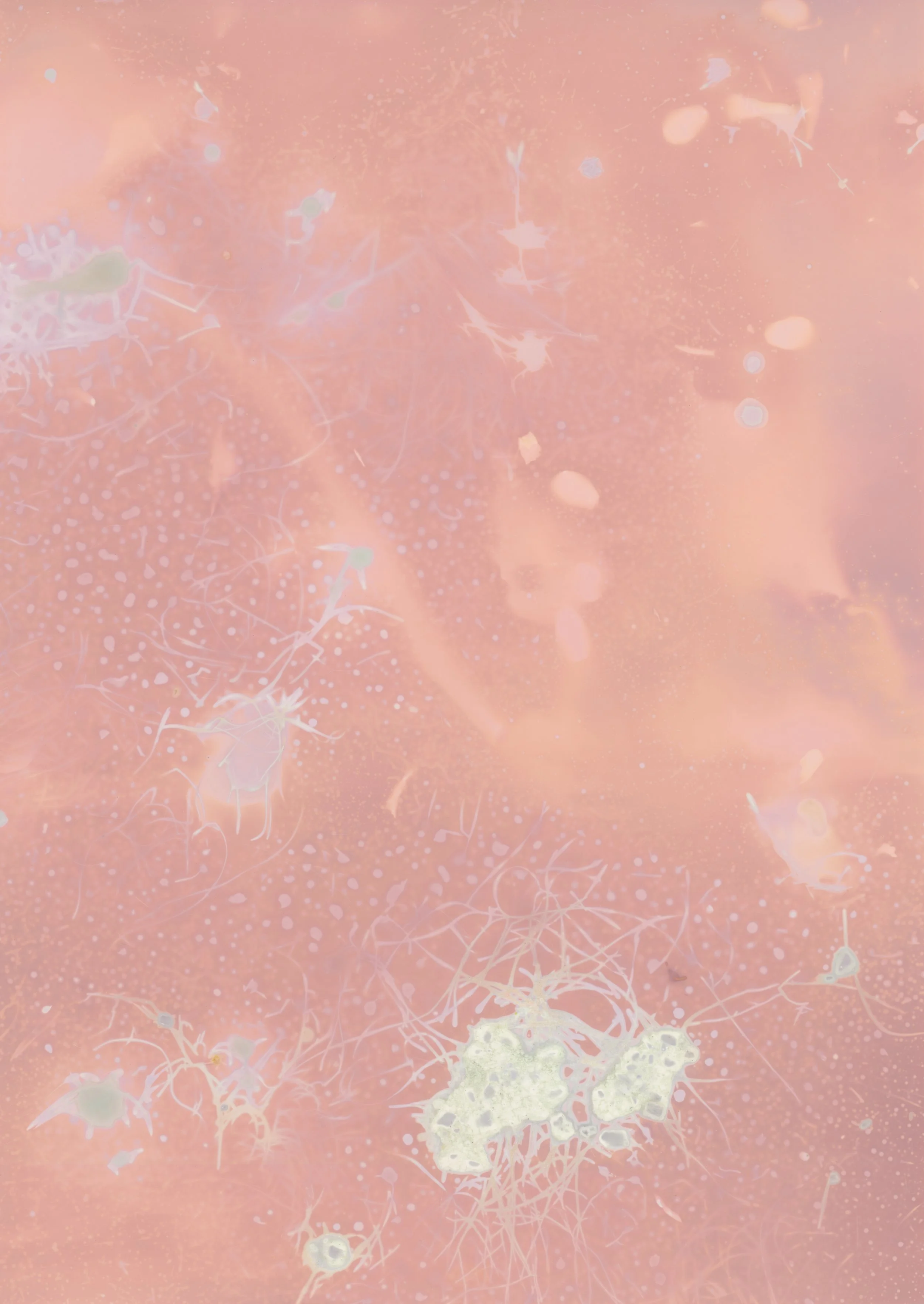 scans20260111_37 copy.jpg