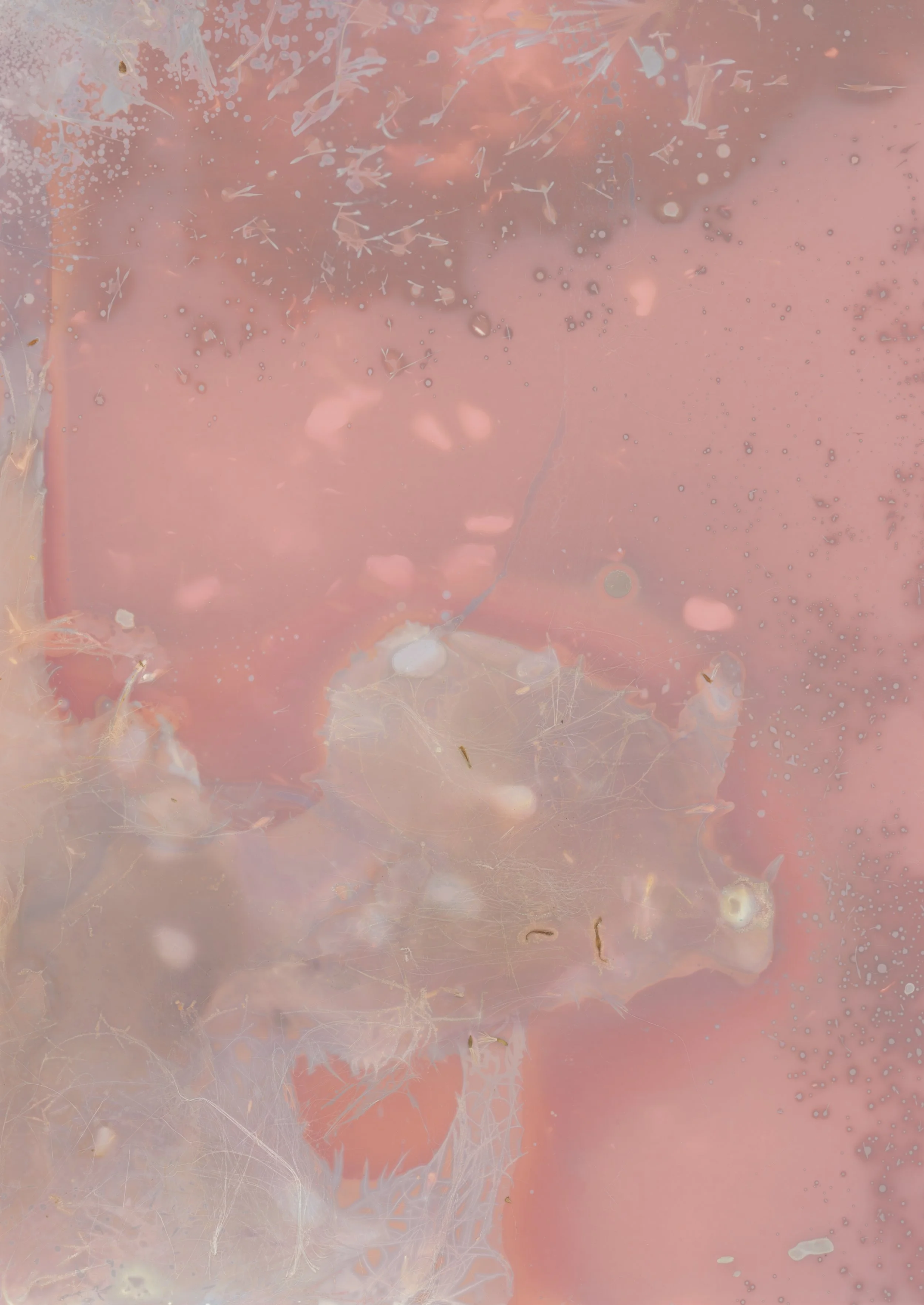 scans20260112_42 copy.jpg