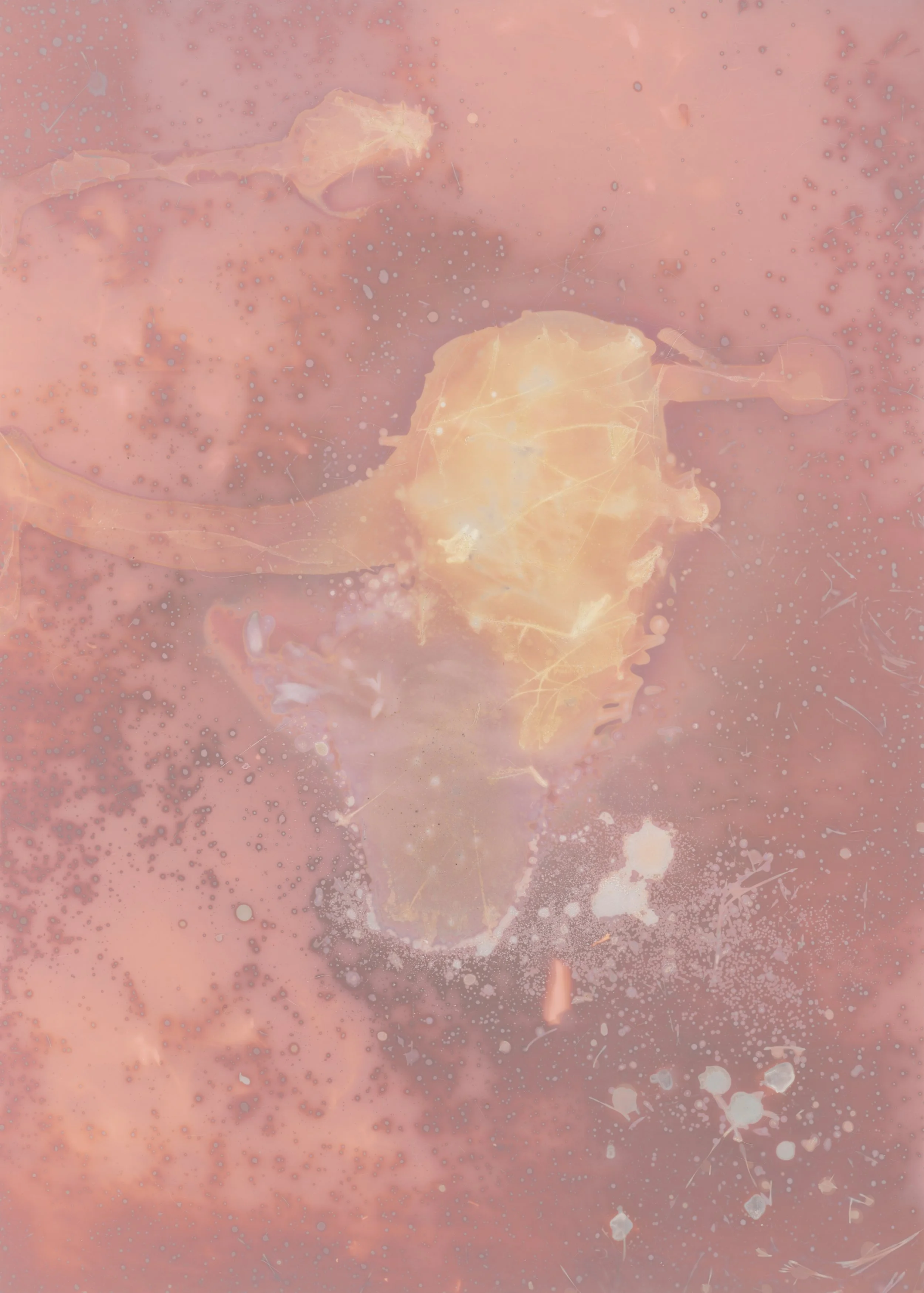 scans20260112_50 copy.jpg