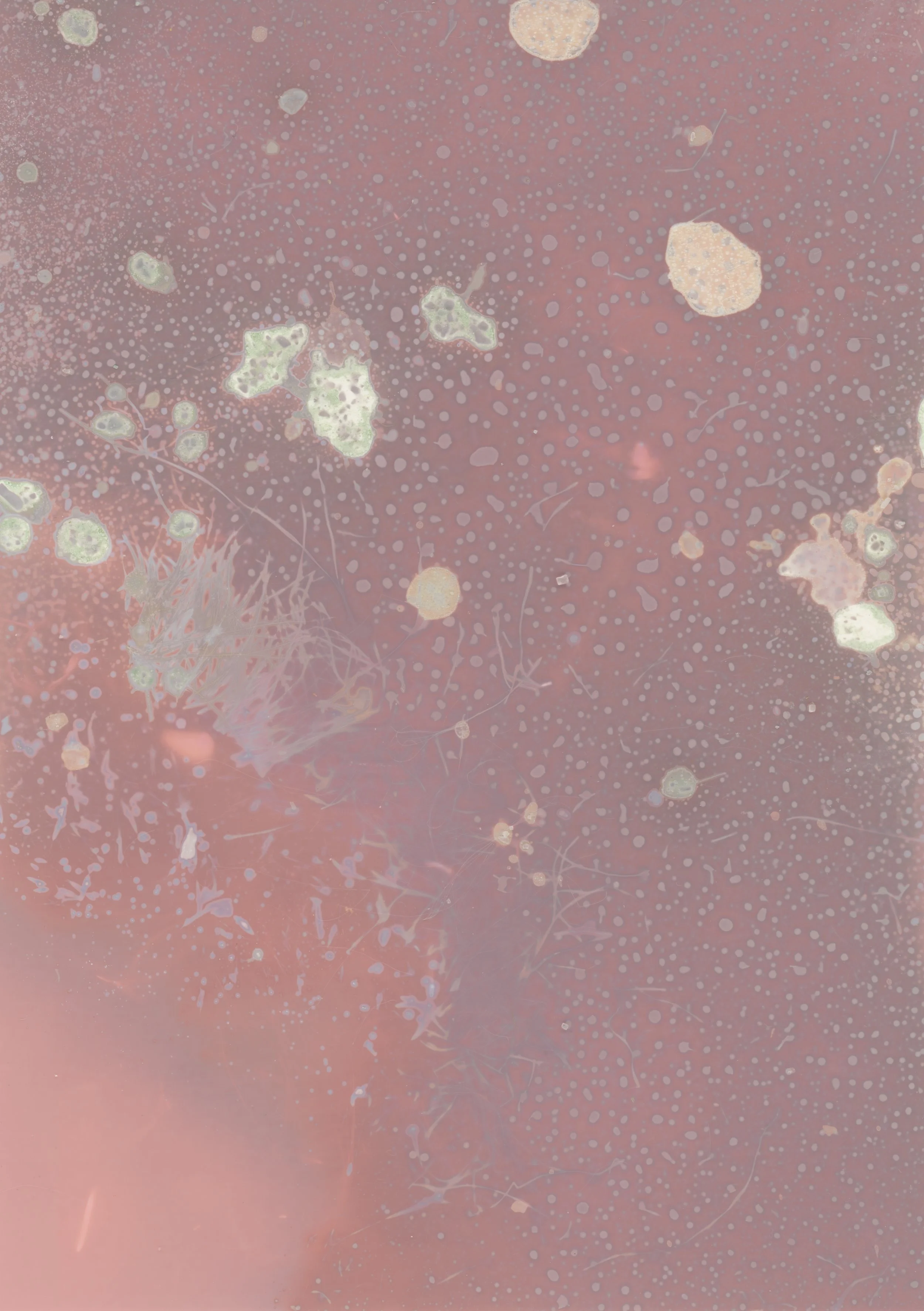 scans20260113_0005 copy.jpg