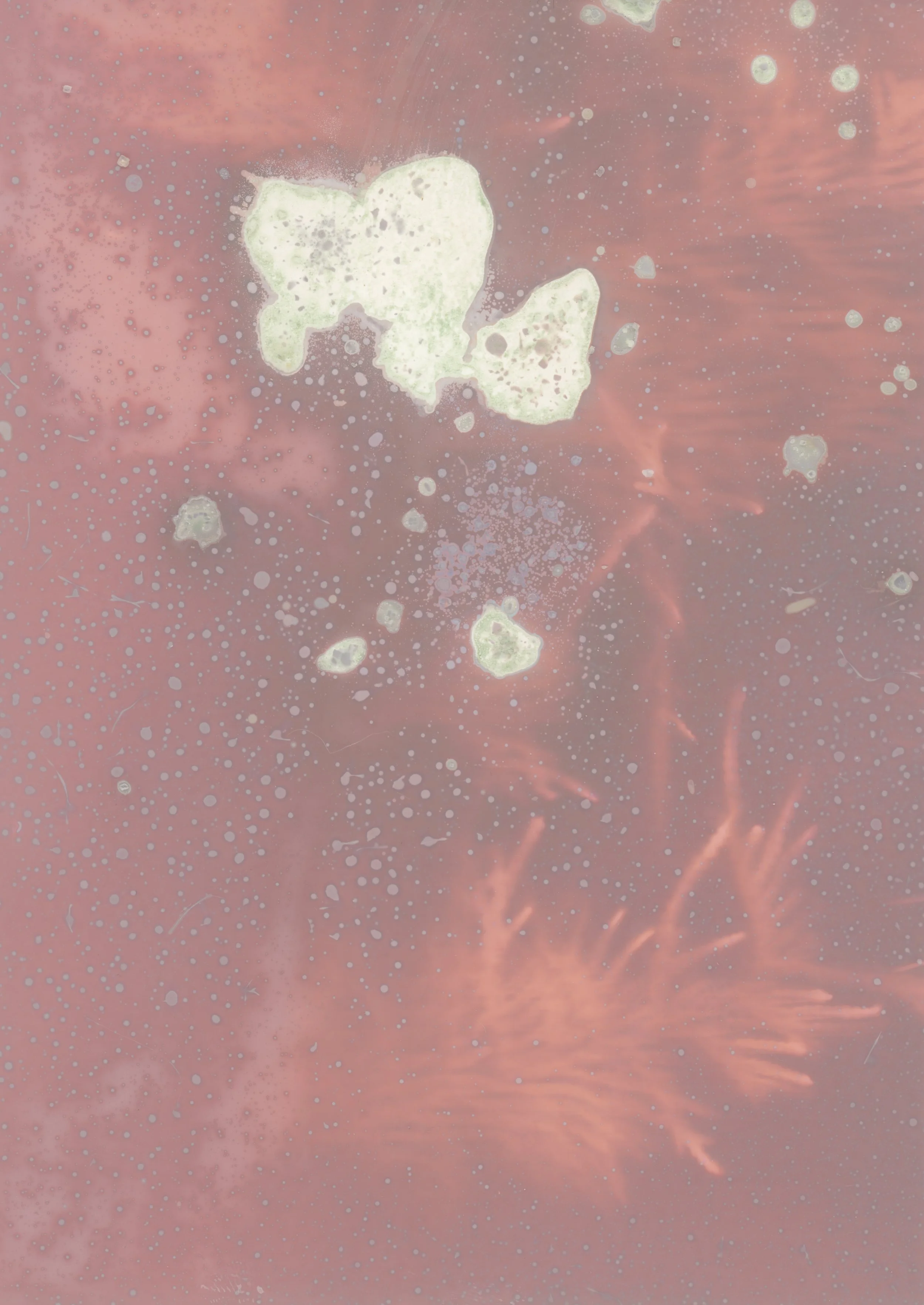 scans20260113_0006 copy.jpg