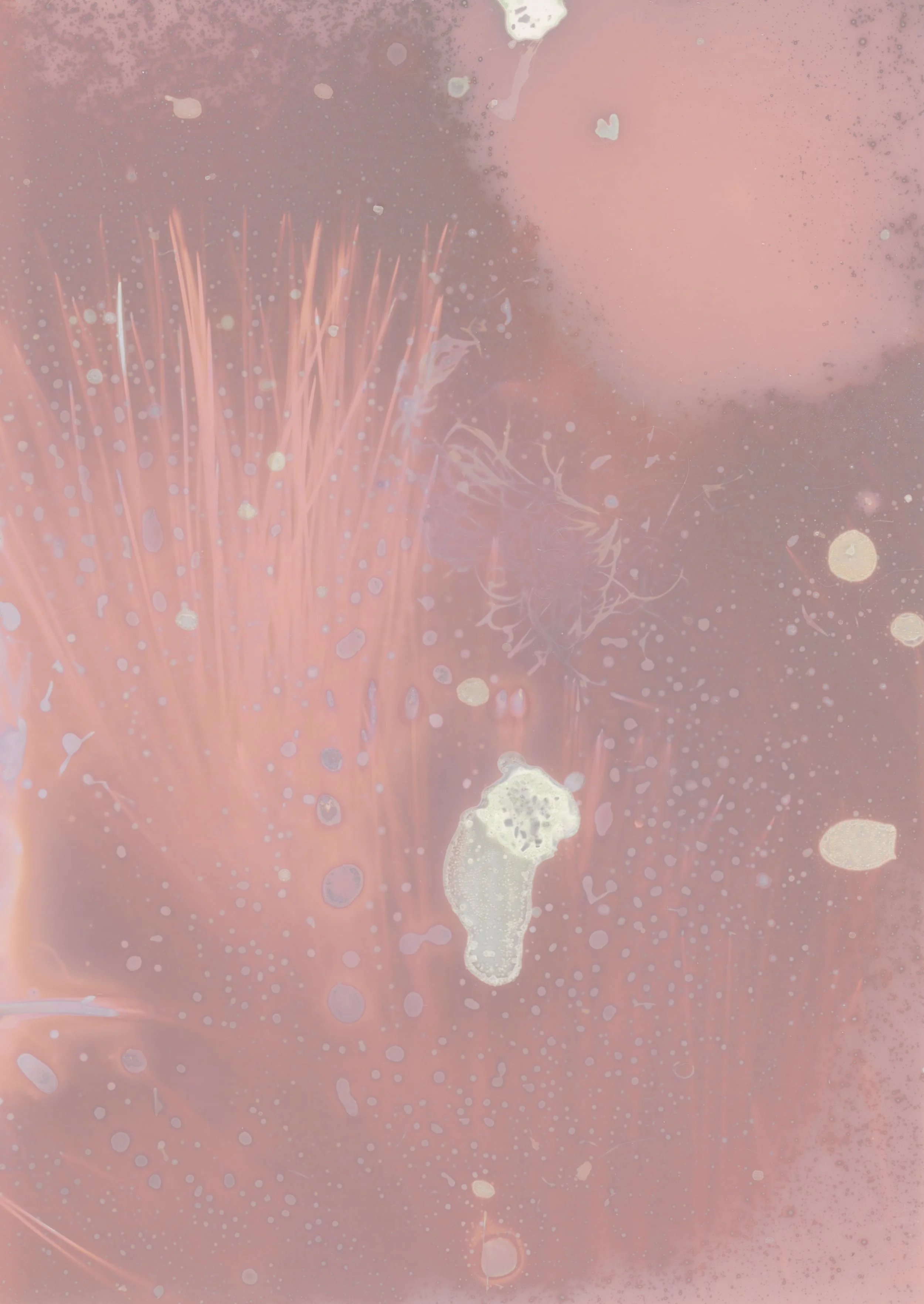 scans20260113_0008 copy.jpg