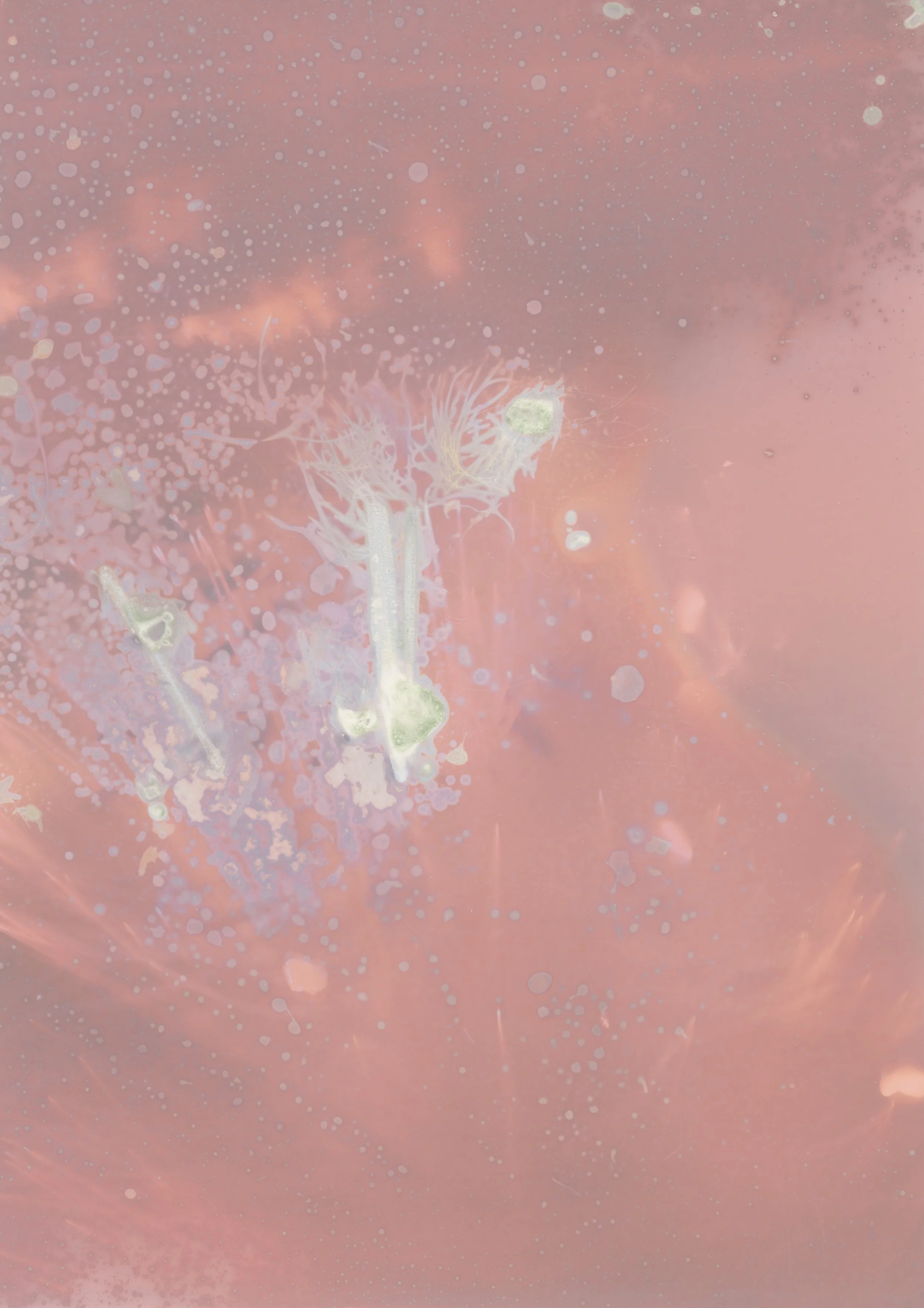 scans20260113_0011 copy.jpg