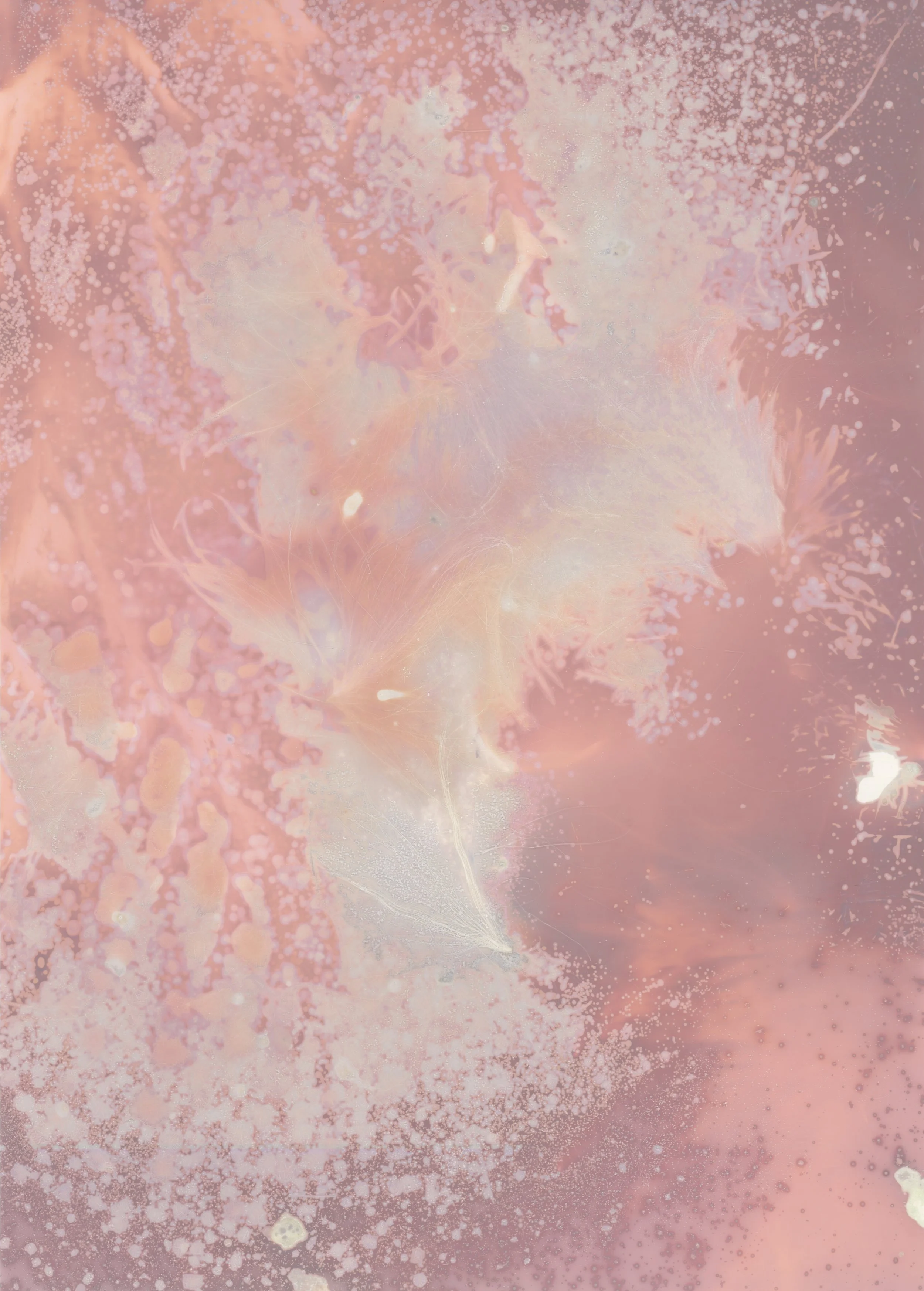 scans20260114_15110556 copy.jpg