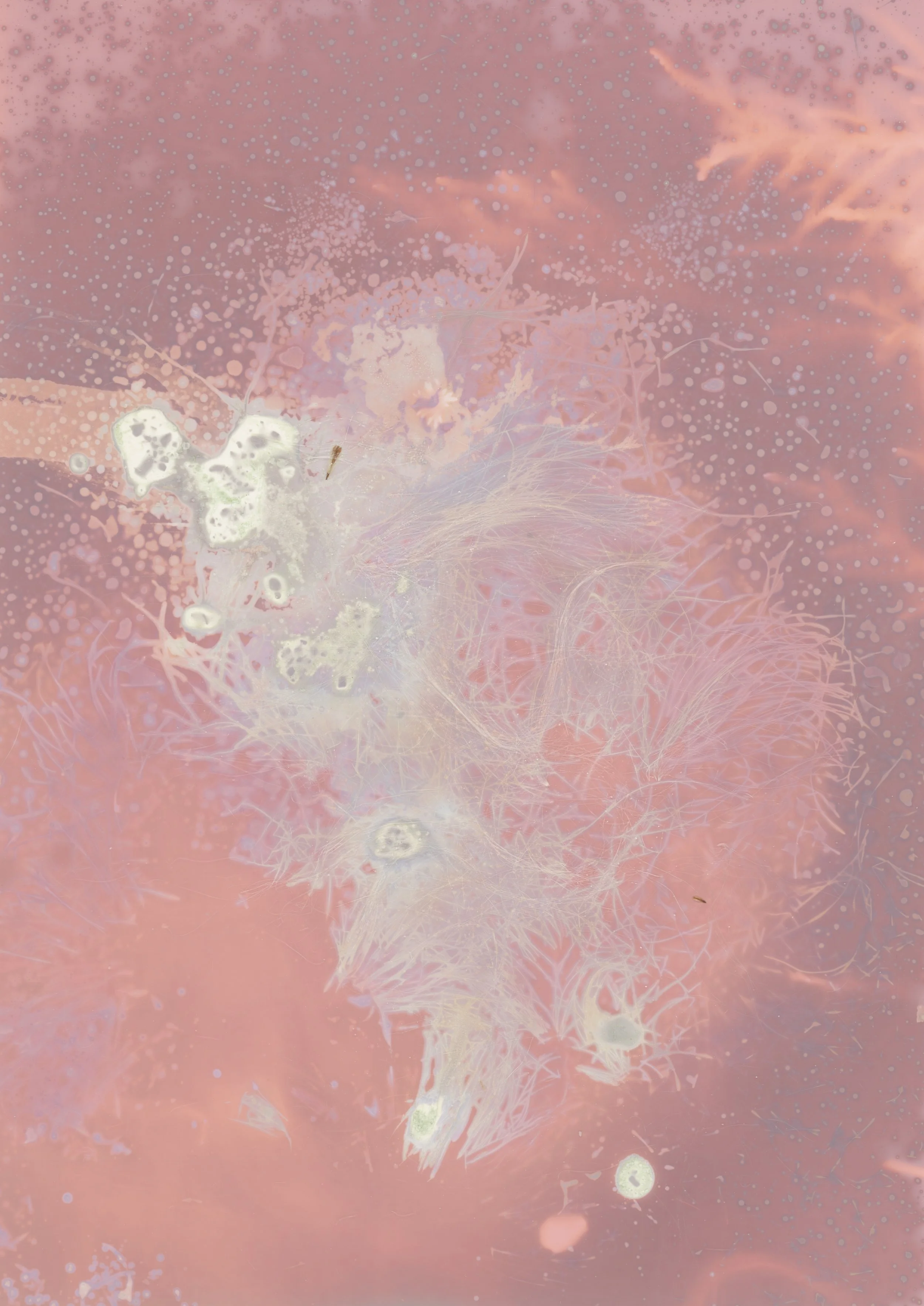 scans20260114_15173062 copy.jpg