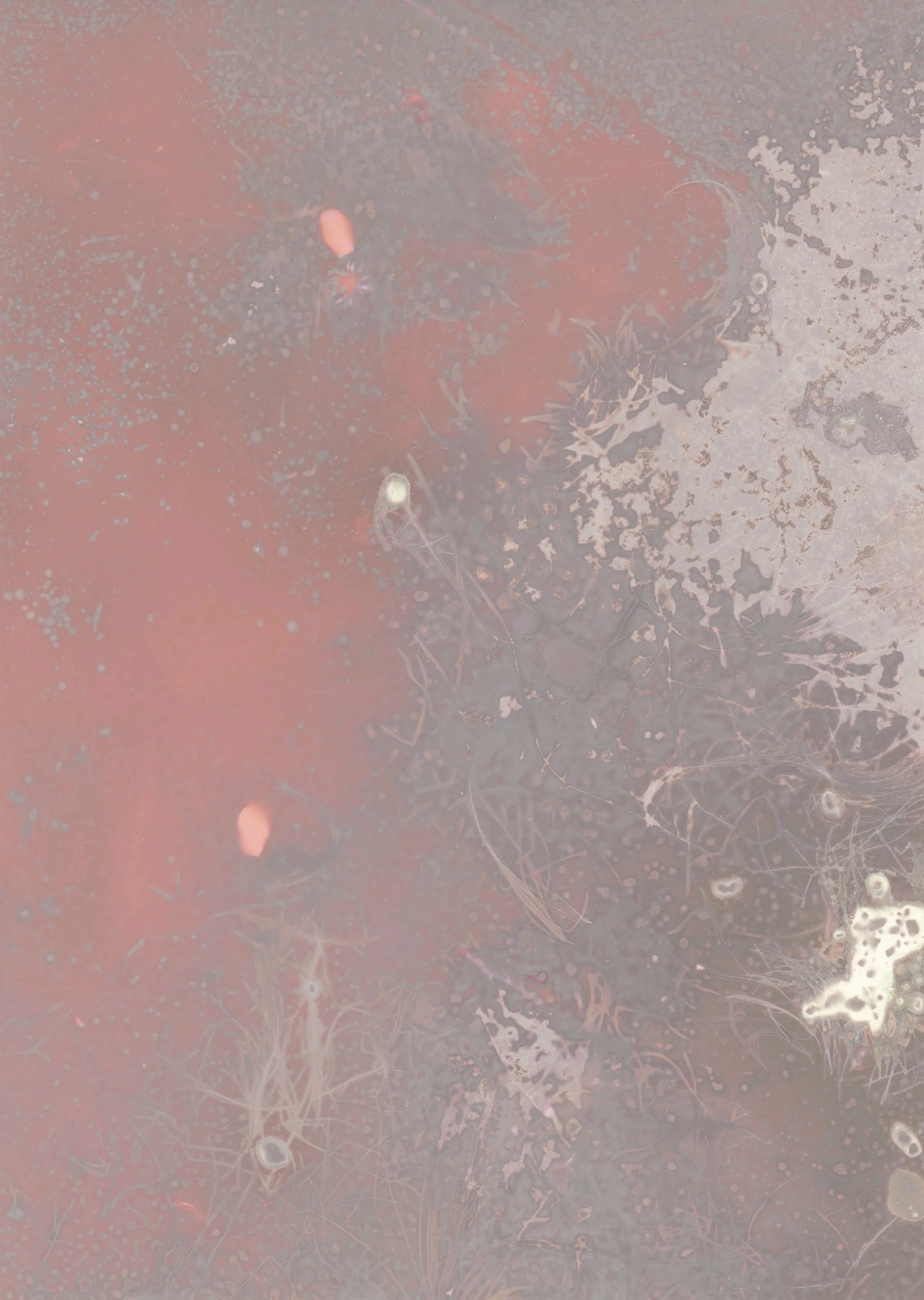 scans20260115_14174444 copy.jpg