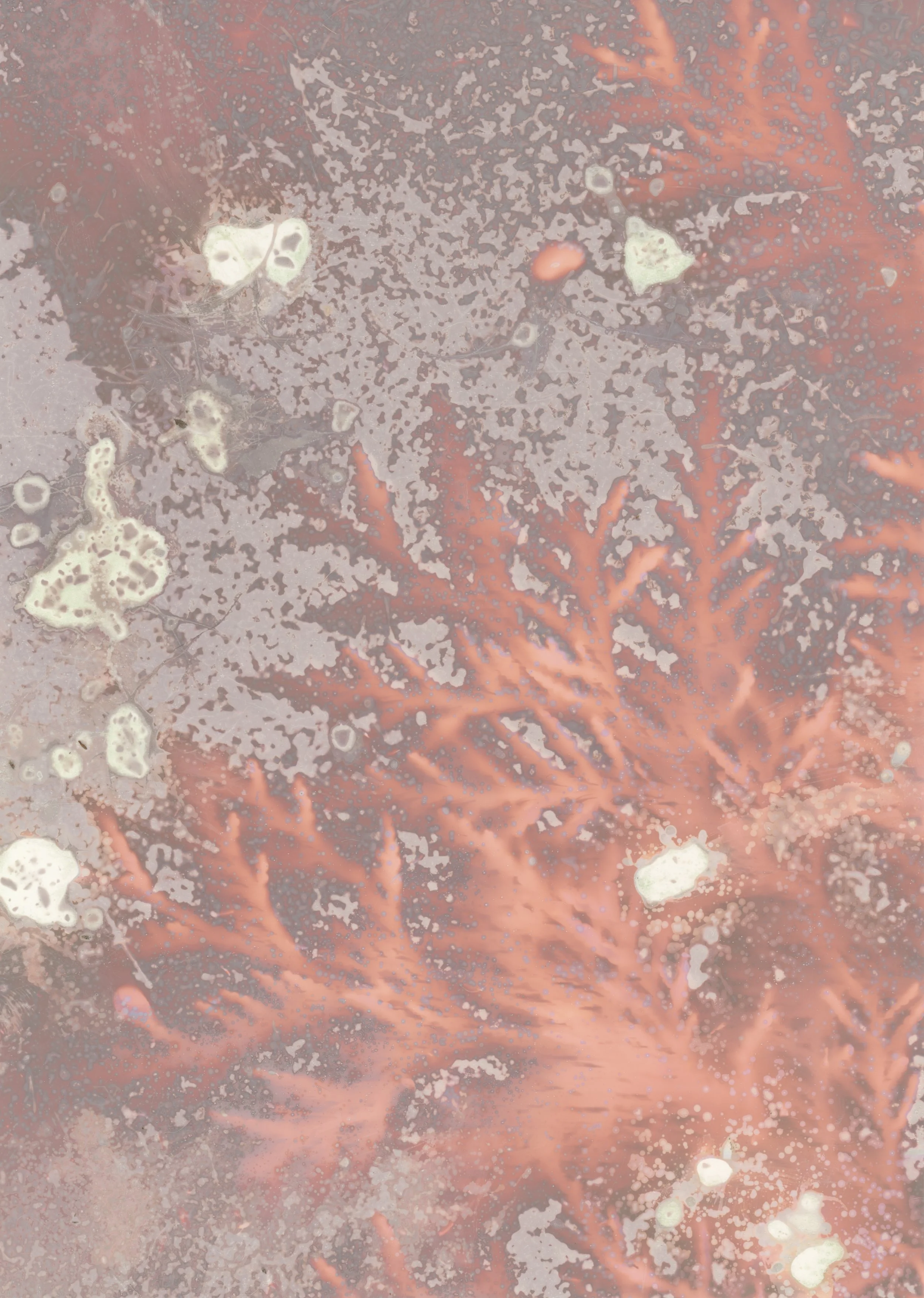 scans20260115_14295586 copy.jpg