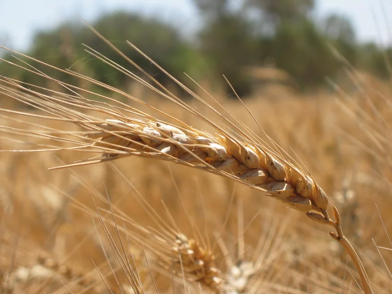 canstockphotoWHEAT.jpg