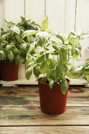 1. 羅勒(Basil) 有著鮮綠色的光滑大葉,會開出白色的小花。輕輕觸摸羅勒的葉子會有一股屬於溫暖陽光般的香氣,那是在每個地中海城鎮空氣瀰漫的味道。 羅勒是西方料理使用次數相當高的香草,本身風味融合一些丁香和大茴香的香氣,口感溫暖帶有一些胡椒的辛辣味。羅勒特別適合做成青醬或是與蕃茄、大蒜搭配在一起。蕃茄可以說是羅勒的好夥伴,不管是作成沙拉、醬汁或是湯類都非常合適。羅勒也很適合當作填充餡料的調味品,像是配上小牛肉或小羊肉,而海鮮的部分尤其是龍蝦與扇貝。 大家常常把羅勒和九層塔放在一起討論,其實他們是香氣非常接近的香草,但使用方法有點不太一樣。九層塔味道比較重一點,而且葉子的纖維很粗,不太適合直接下口。甜羅勒的話纖維相對比較細緻,即使切碎或整片吃都會很順口。 羅勒建議選在日照充足但有遮蔽物的地方,需要肥沃和排水良好的土壤,炎熱的夏天,葉子容易垂垂的要記得多澆水。如果種於室內窗臺邊可以將幼芽摘掉,延遲開花的時間讓羅勒長得更茂盛。