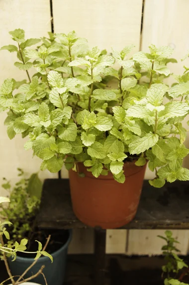 2. 薄荷(Mint) 薄荷的原產地在歐洲與地中海地區,四處可見種滿的薄荷。尖尖的葉片在夏末會開出淡紫色的花朵。生長過程中隨時都可以採取,不過最佳的時機要在開花前,因為那是香精油含量最多的時候。 新鮮薄荷在入口的瞬間,甜美的香氣會帶來一股清涼、微微麻麻的感覺,不僅如此,薄荷還有溫暖身心的效果。淡淡的檸檬香襯托出一種強烈的甘甜嗆辣味。西方料理常拿薄荷來與胡蘿蔔、茄子、馬鈴薯作調味。各個地區會因為風俗習慣而有不同的使用方式,像是印度人會借重薄荷清新的口感調配酸甜醬和優格沙拉。泰國菜中也常利用薄荷,提出酸辣多層次的口感。墨西哥人則會在肉丸和雞肉裡加一些薄荷調味,或是配上萊姆的酸香作成雞尾酒。 薄荷是容易栽種的植物,喜歡溫和的氣候,需要大量的水分。薄荷屬於蔓生性植物,所以要有足夠的空間讓它生長喔(像是比較大型的花盆或是可愛的桶子中)!