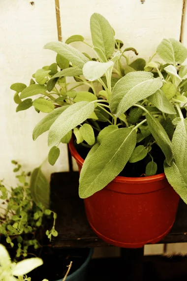 3. 鼠尾草(Sage) 鼠尾草是非常受歡迎的園藝植物,大家喜歡它不同顏色的葉片和花朵,所以人工培育了許多的品種。鼠尾草的味道有溫和樹脂香或稍微濃烈的樟腦味,帶有淡淡的澀味,越是色彩斑斕的品種,味道就越淡。 鼠尾草因為可以幫助消化,所以經常會被用於肉類料理。例如加上洋蔥作成肉類的填充餡料;德國料理會和香腸一起搭配;英國則會配上豬肉、鵝肉和鴨肉。對了,義大利料理也常使用到鼠尾草,像Pepe用培根捲起的鮮魚捲搭配鼠尾草真是超級好吃! 鼠尾草的最佳生長環境是溫暖乾燥的土壤,要避免直接雨淋,還要有適當的陽光。鼠尾草比較不耐濕,現在夏天要減少澆水和施肥喔。