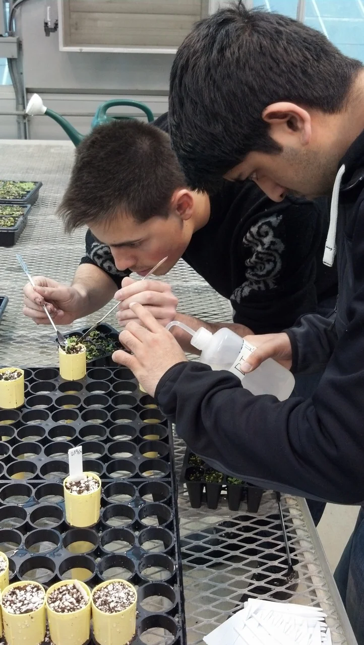 Avi and Khasham transplanting Mimulus seedlings
