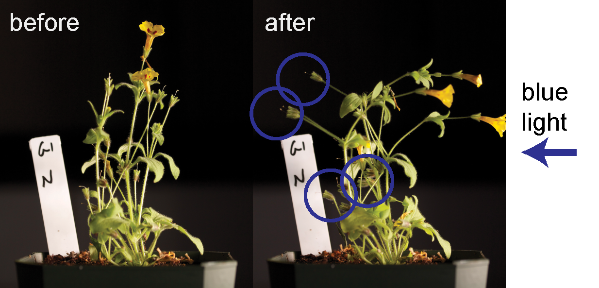 Illustration of the developmental shift in phototropism that results in hyper-reduced seed dispersal in M. norrisii . The ‘before’ image precedes application of unidirectional blue-enriched light. In the ‘after’ image, flowers orient positively toward the light, while fruits (circled) actively move away from it.
