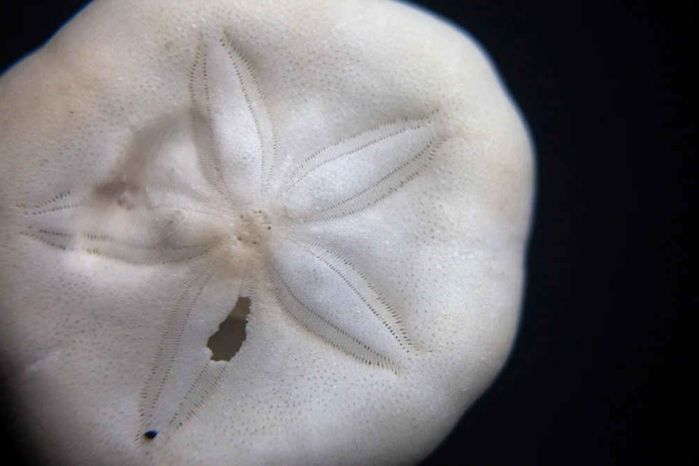 Asteroidea-gloria-08.jpg