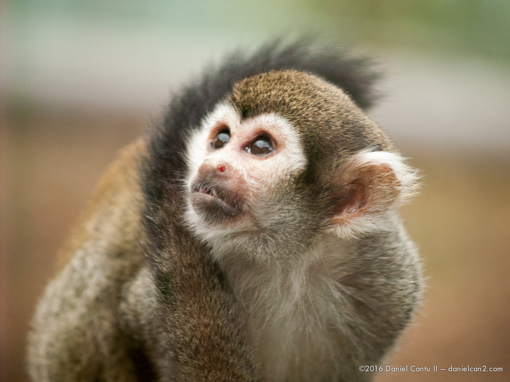 Daniel-Cantu-II-Zoo-March-2015-11.jpg