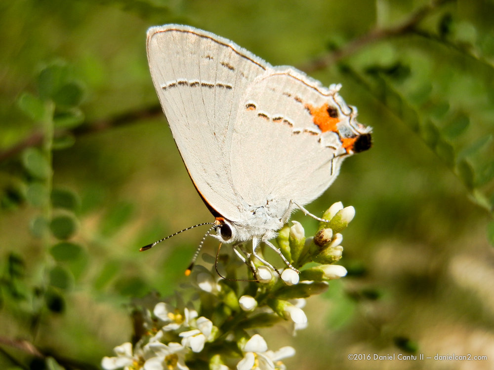 Daniel-Cantu-II-Comanche-Park-2016-8.jpg