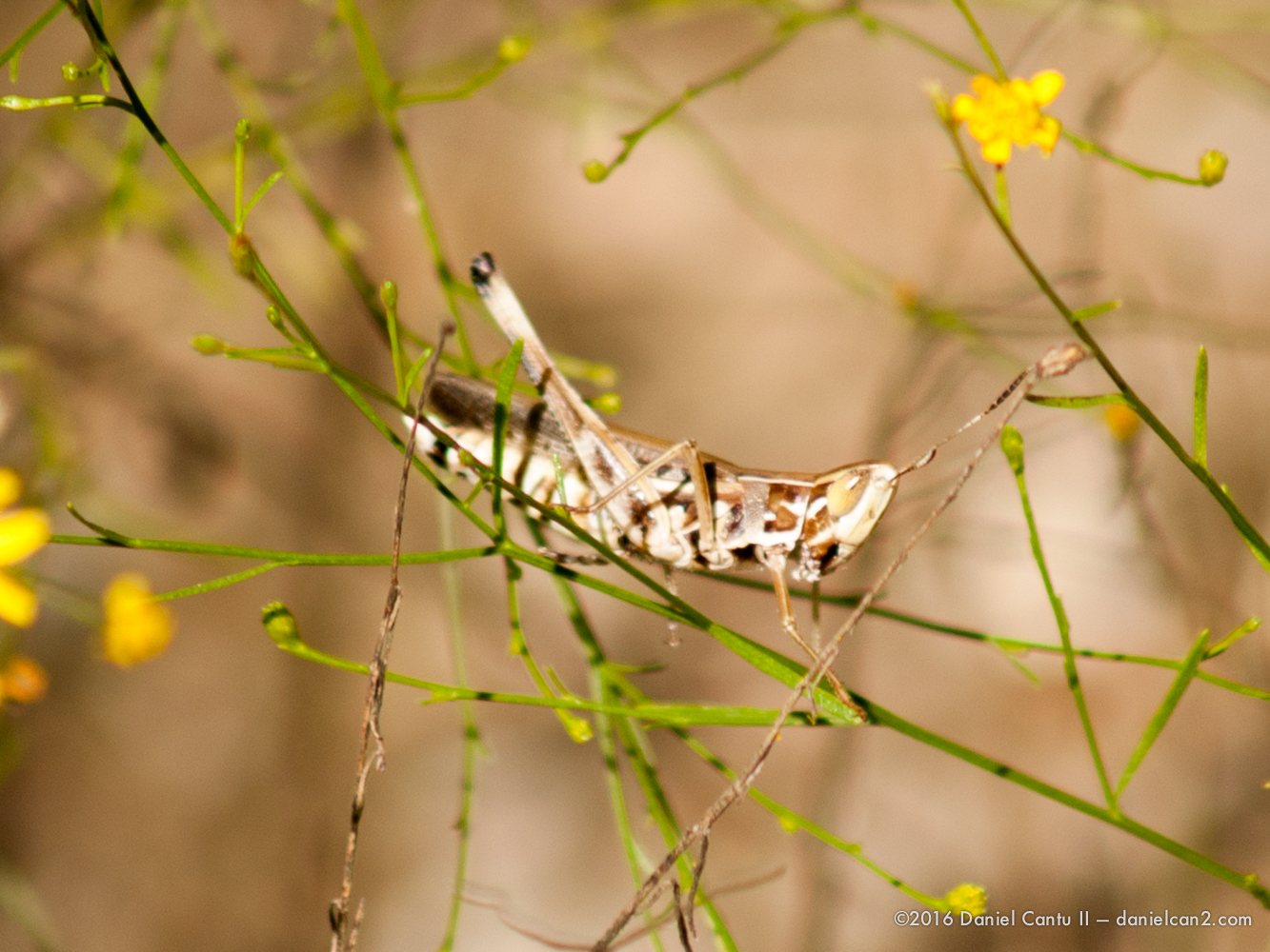 Daniel-Cantu-II-Comanche-Park-2016-10.jpg