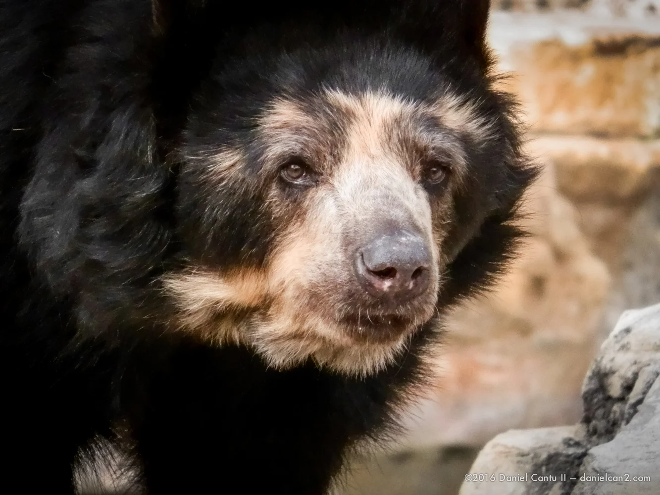 Daniel-Cantu-II-Zoo-SA-TX-2015-1.jpg