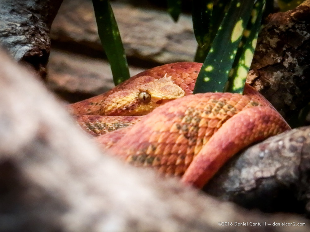 Daniel-Cantu-II-Zoo-SA-TX-2015-10.jpg