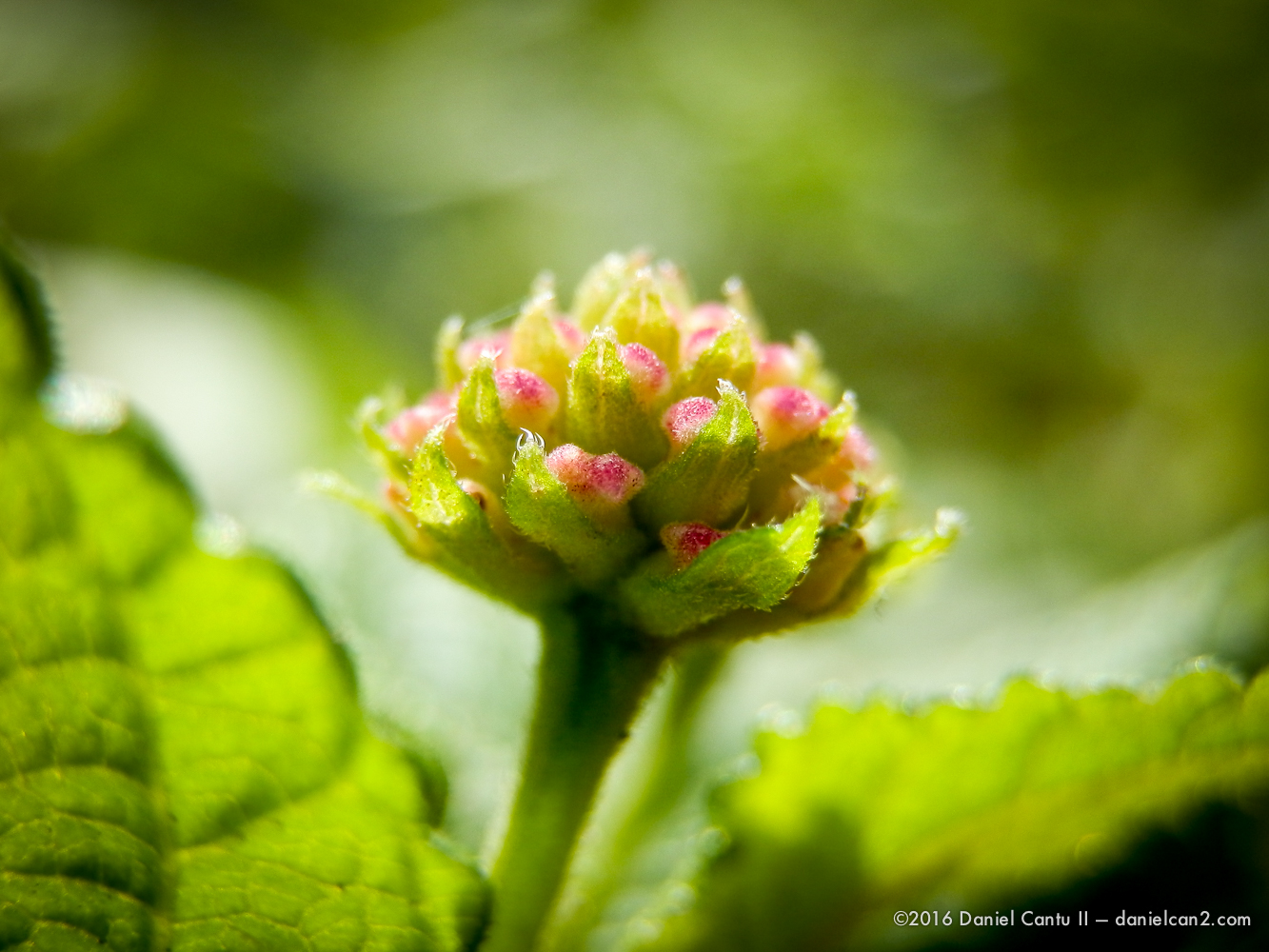 Daniel-Cantu-II-Botanical-Gardens-Oct-2016-8.jpg