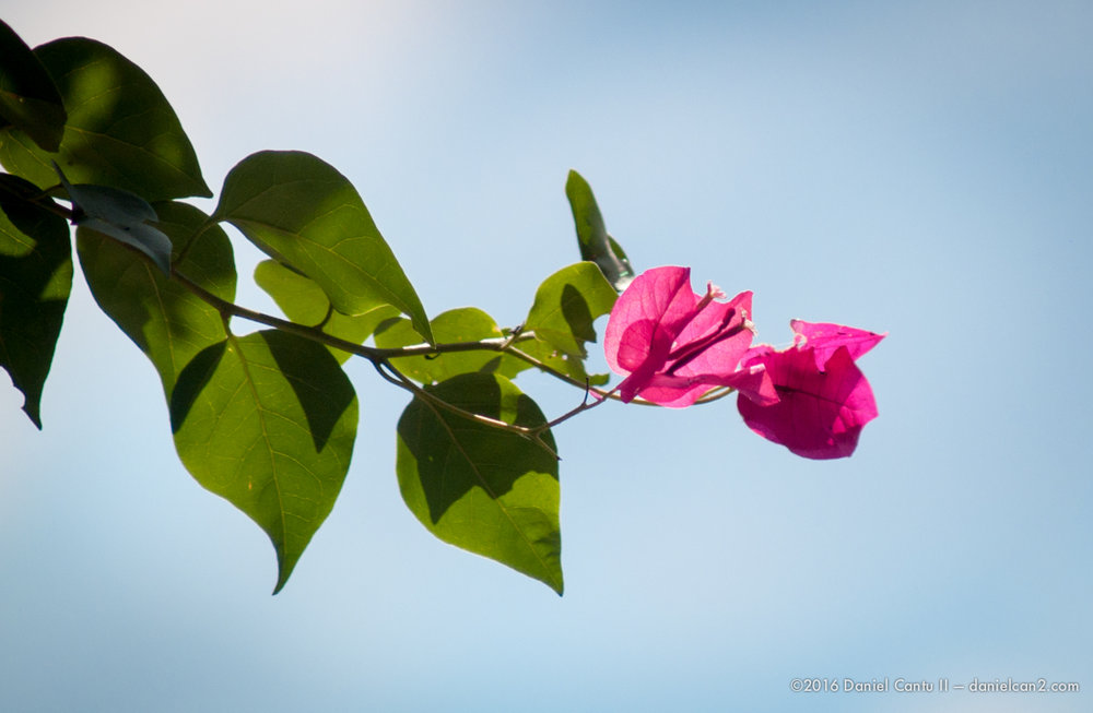 Daniel-Cantu-II-Botanical-Gardens-Oct-2016-16.jpg