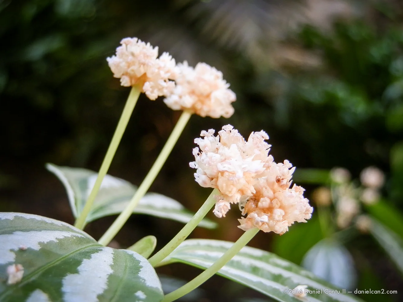 Daniel-Cantu-II-Botanical-Gardens-Oct-2016-64.jpg