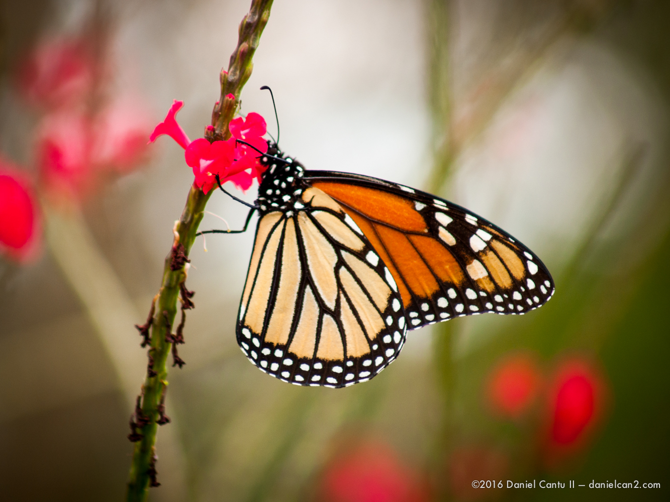 Daniel-Cantu-II-Botanical-Gardens-Oct-2016-47.jpg