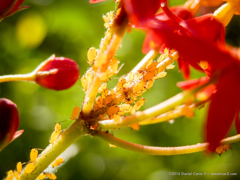 Daniel-Cantu-II-Botanical-Gardens-Oct-2016-51.jpg