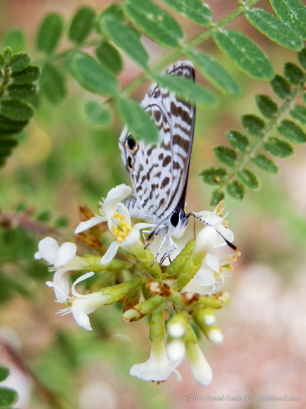 Daniel-Cantu-II-Comanche-Park-2016-7.jpg