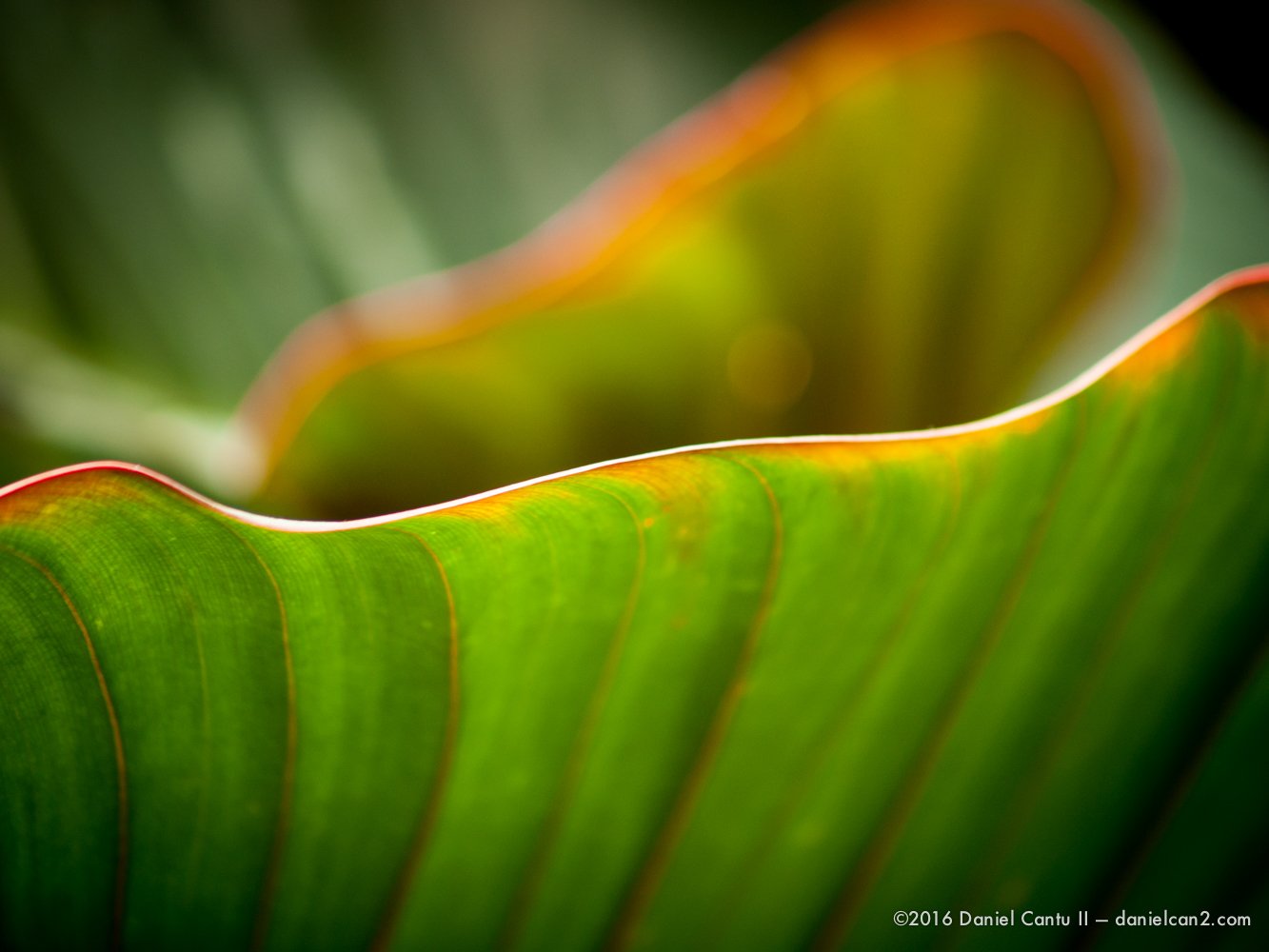 Daniel-Cantu-II-Botanical-Gardens-Oct-2016-25.jpg