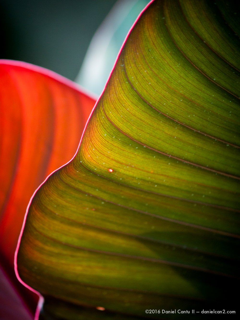 Daniel-Cantu-II-Botanical-Gardens-Oct-2016-24.jpg