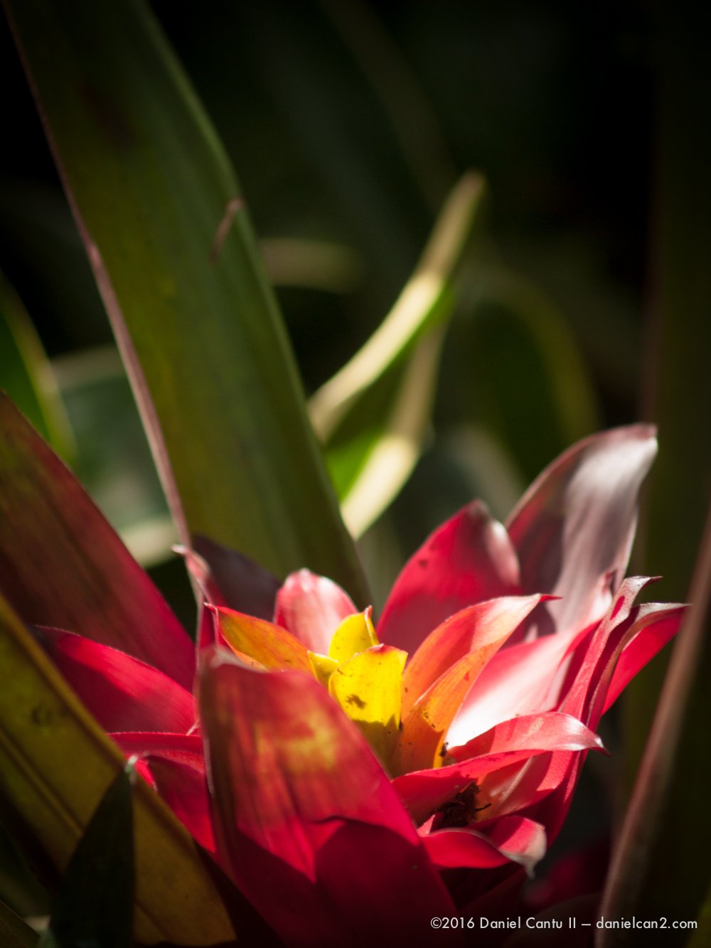 Daniel-Cantu-II-Botanical-Gardens-Oct-2016-30.jpg