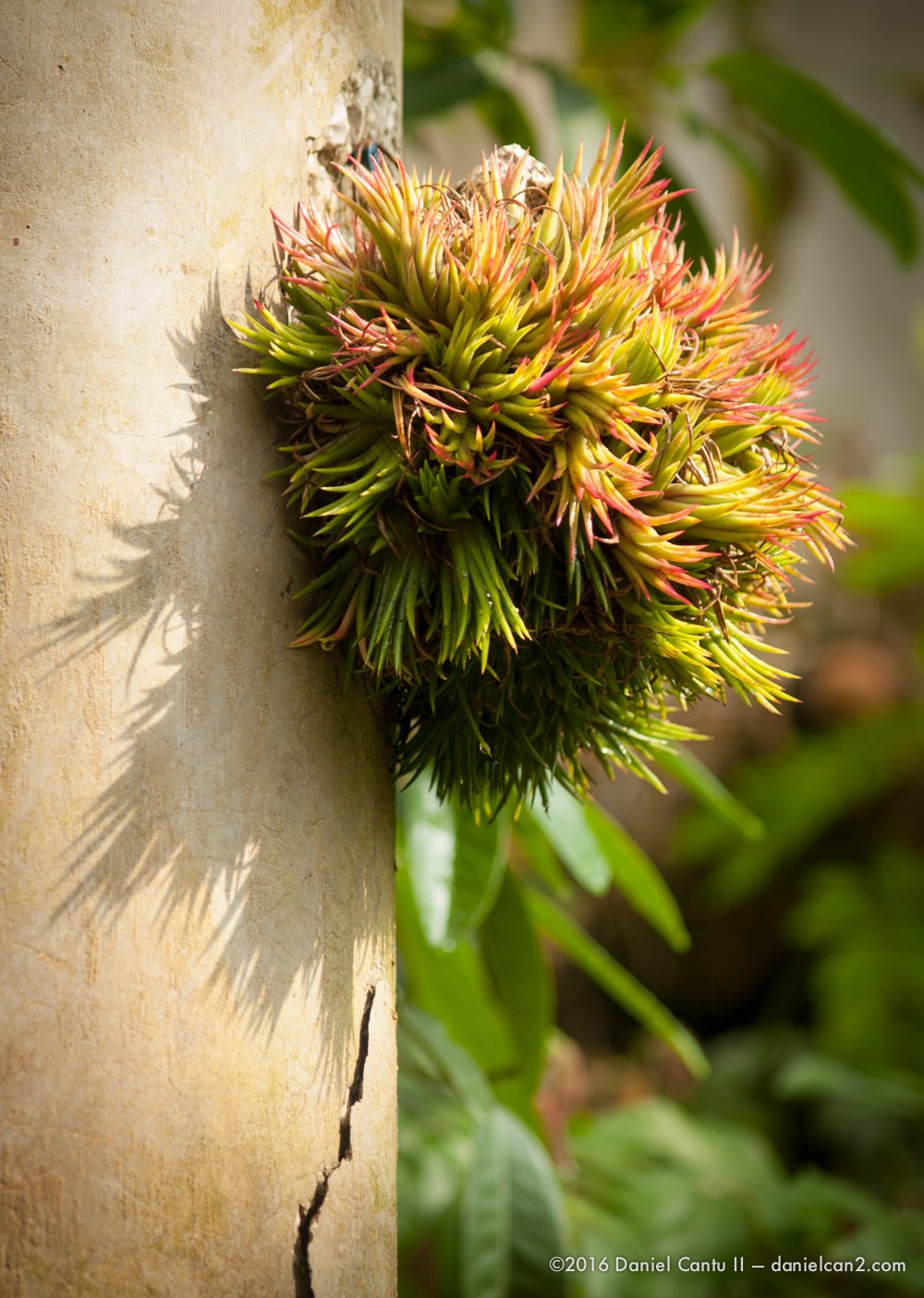 Daniel-Cantu-II-Botanical-Gardens-Oct-2016-31.jpg