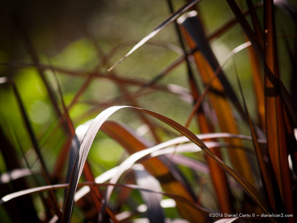 Daniel-Cantu-II-Botanical-Gardens-Oct-2016-29.jpg