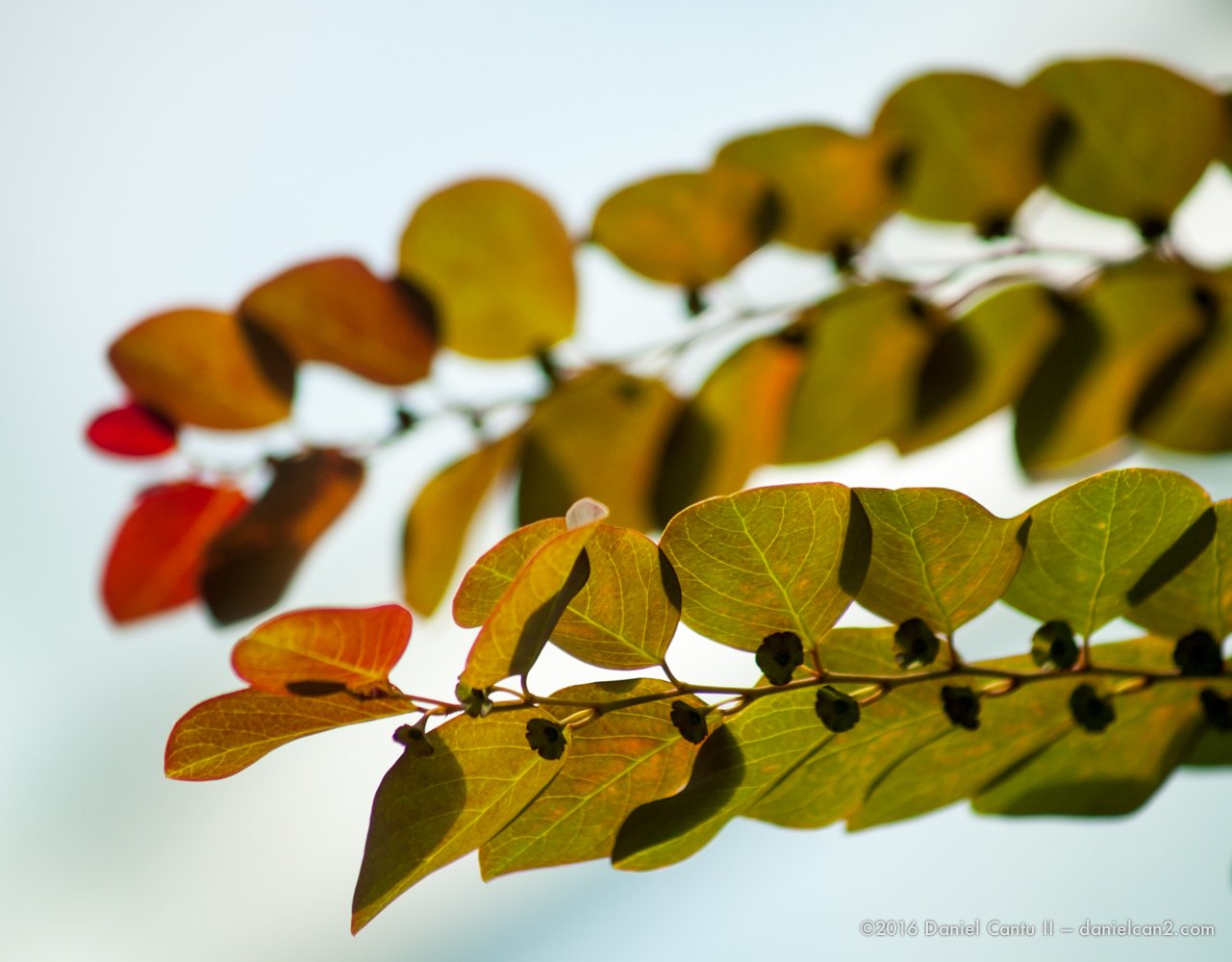 Daniel-Cantu-II-Botanical-Gardens-Oct-2016-34.jpg