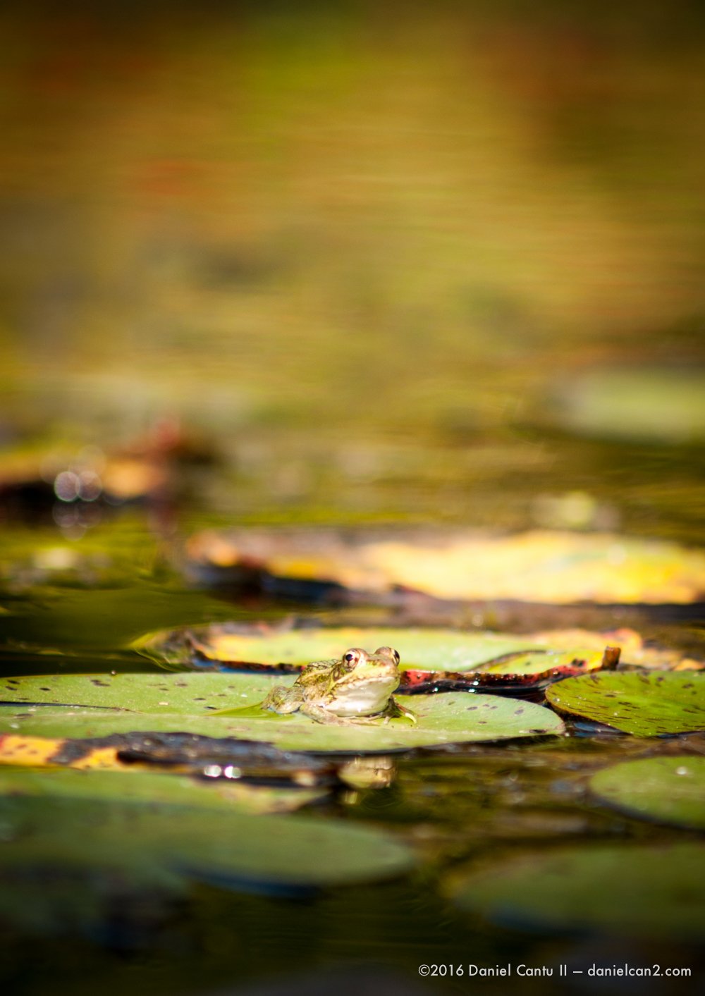 Daniel-Cantu-II-Botanical-Gardens-Oct-2016-44.jpg