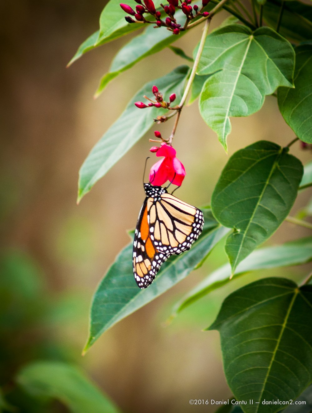 Daniel-Cantu-II-Botanical-Gardens-Oct-2016-45.jpg