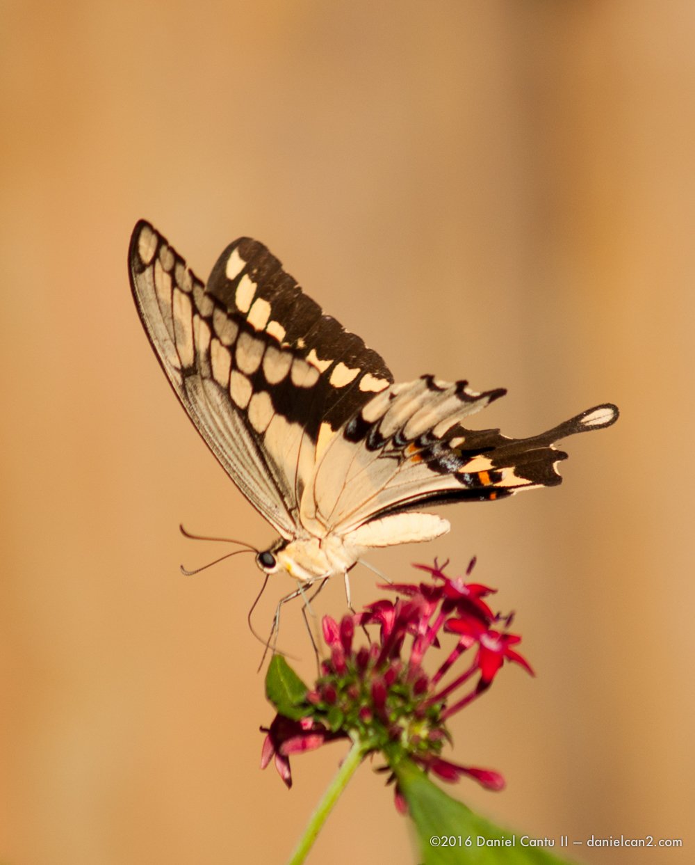 Daniel-Cantu-II-Botanical-Gardens-Oct-2016-48.jpg