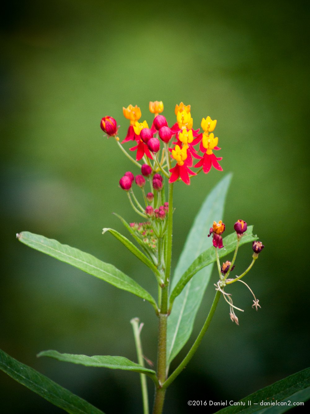 Daniel-Cantu-II-Botanical-Gardens-Oct-2016-7.jpg