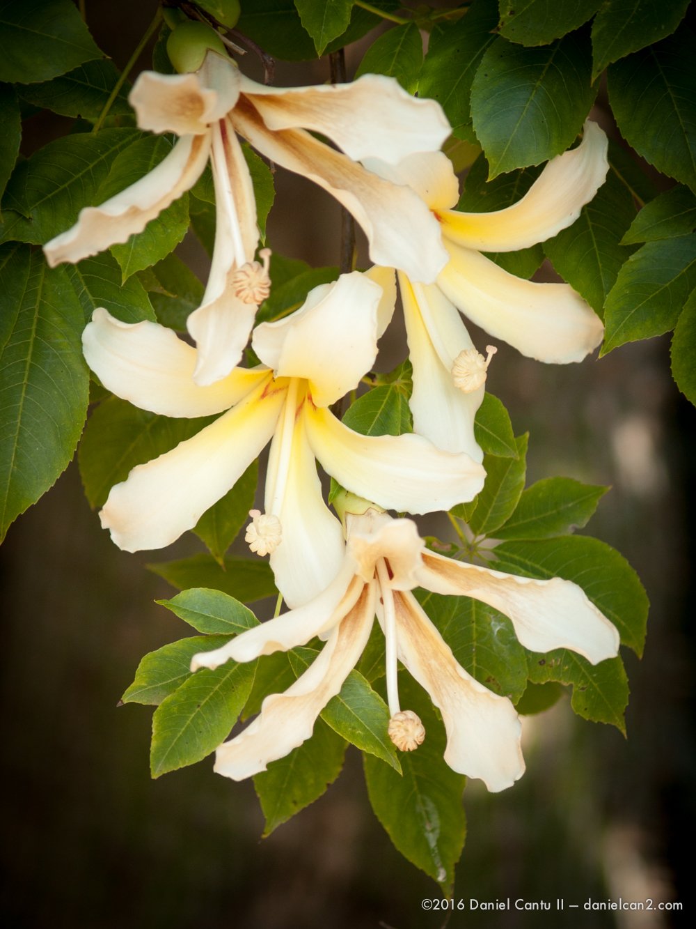 Daniel-Cantu-II-Botanical-Gardens-Oct-2016-14.jpg