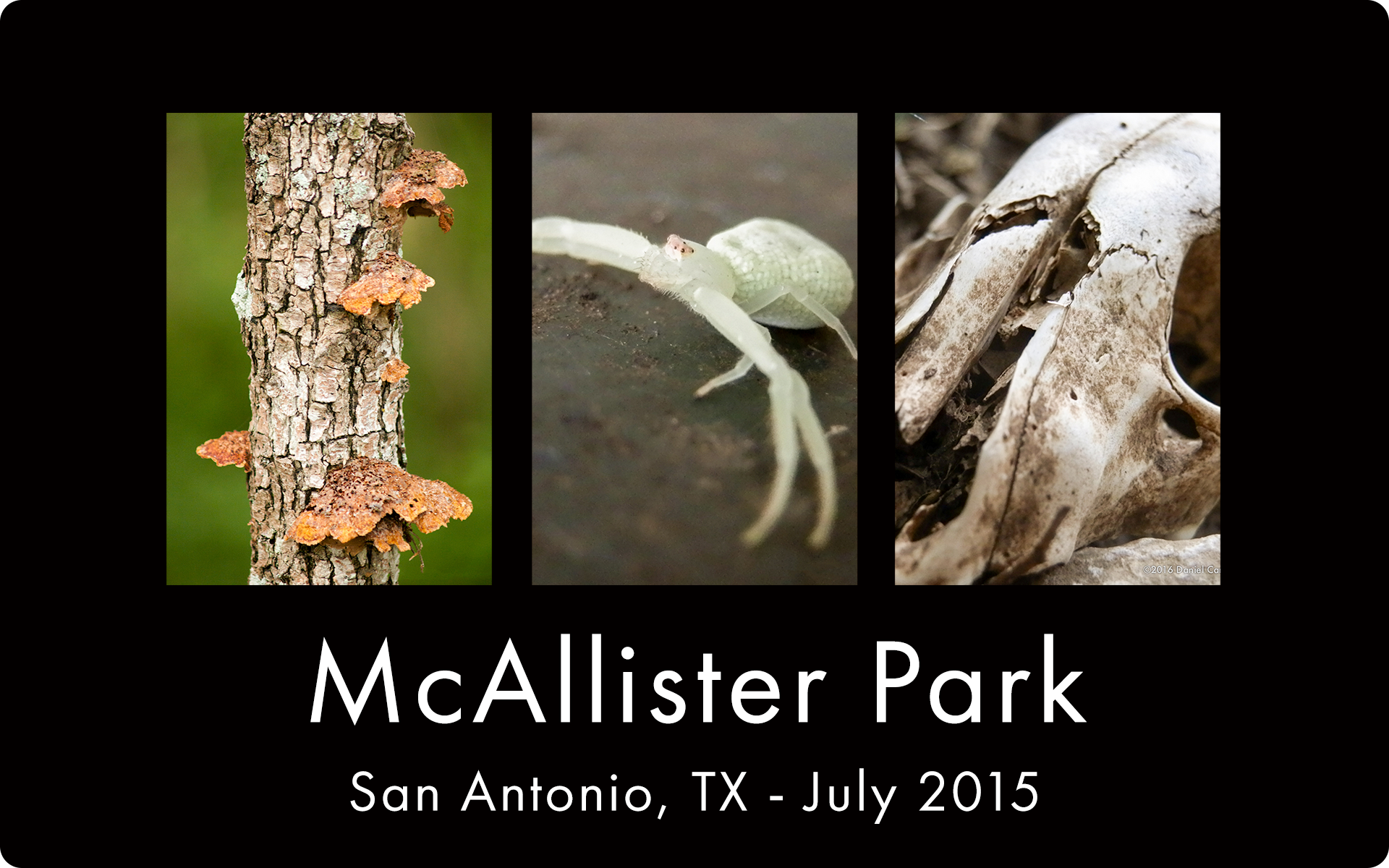 2015 McAllister Park Thumbnail.png