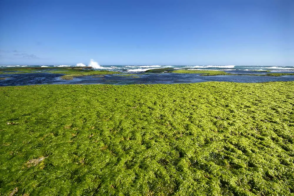 Greens Beach, Marrawah