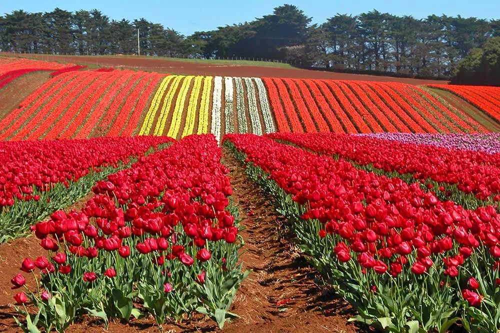 Tulips at Table Cape