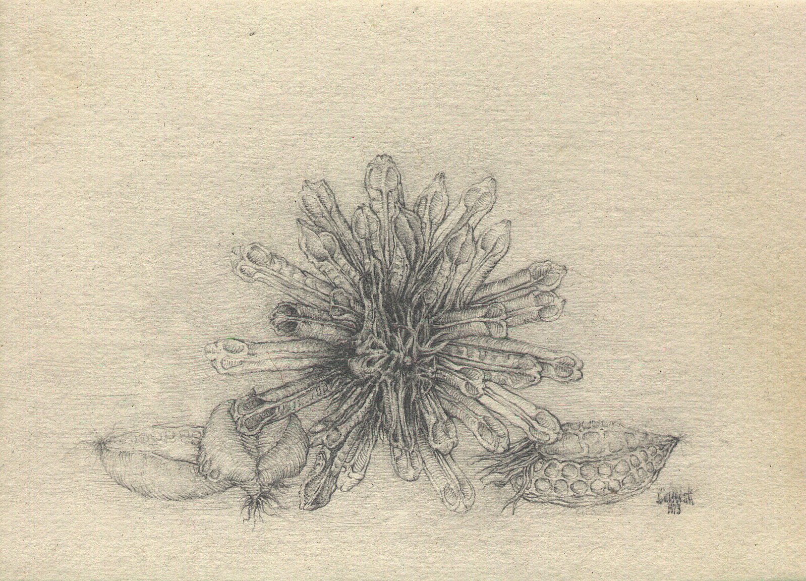 naturestudy.jpg