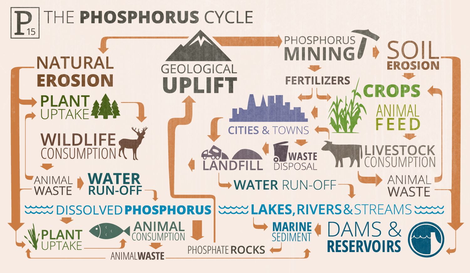 Phosphorus Cycle.png