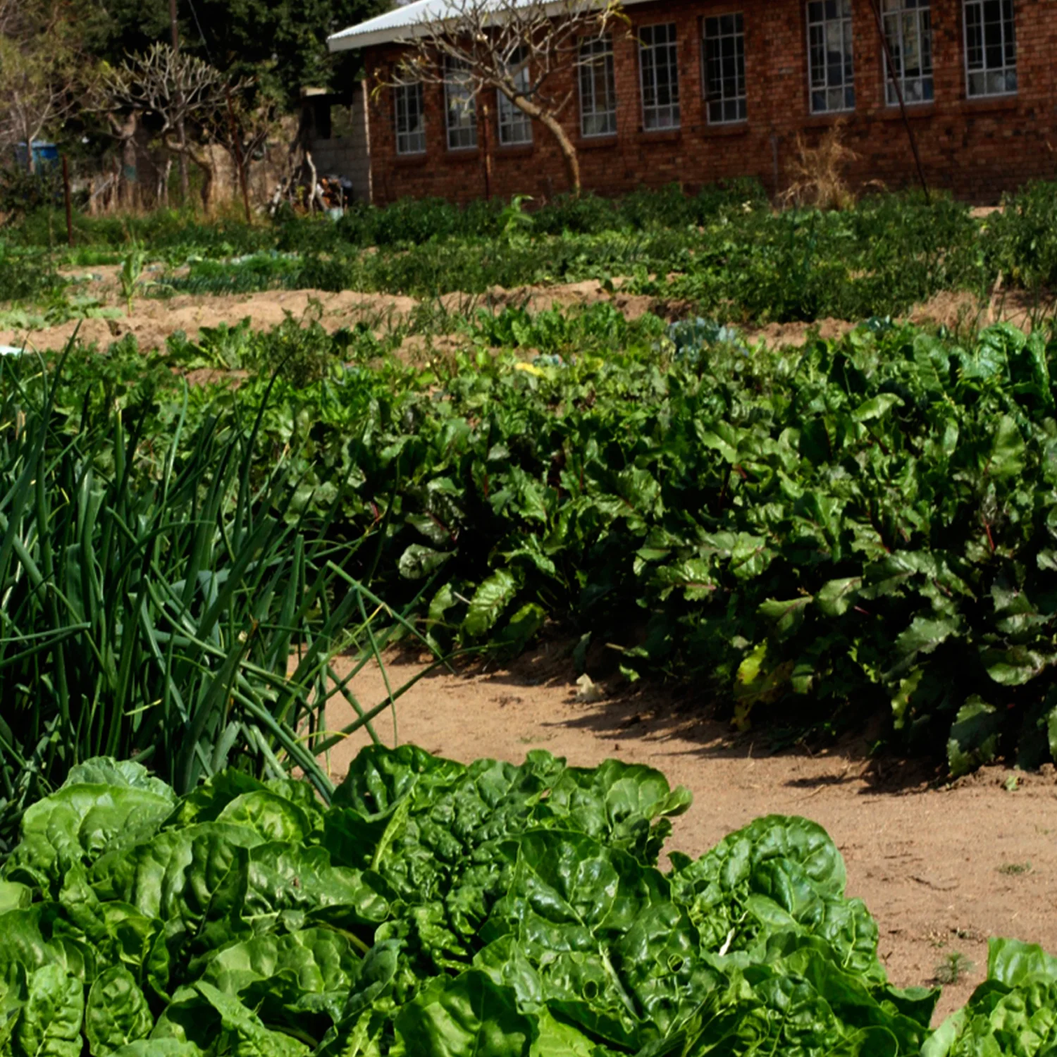Garden 1.jpg