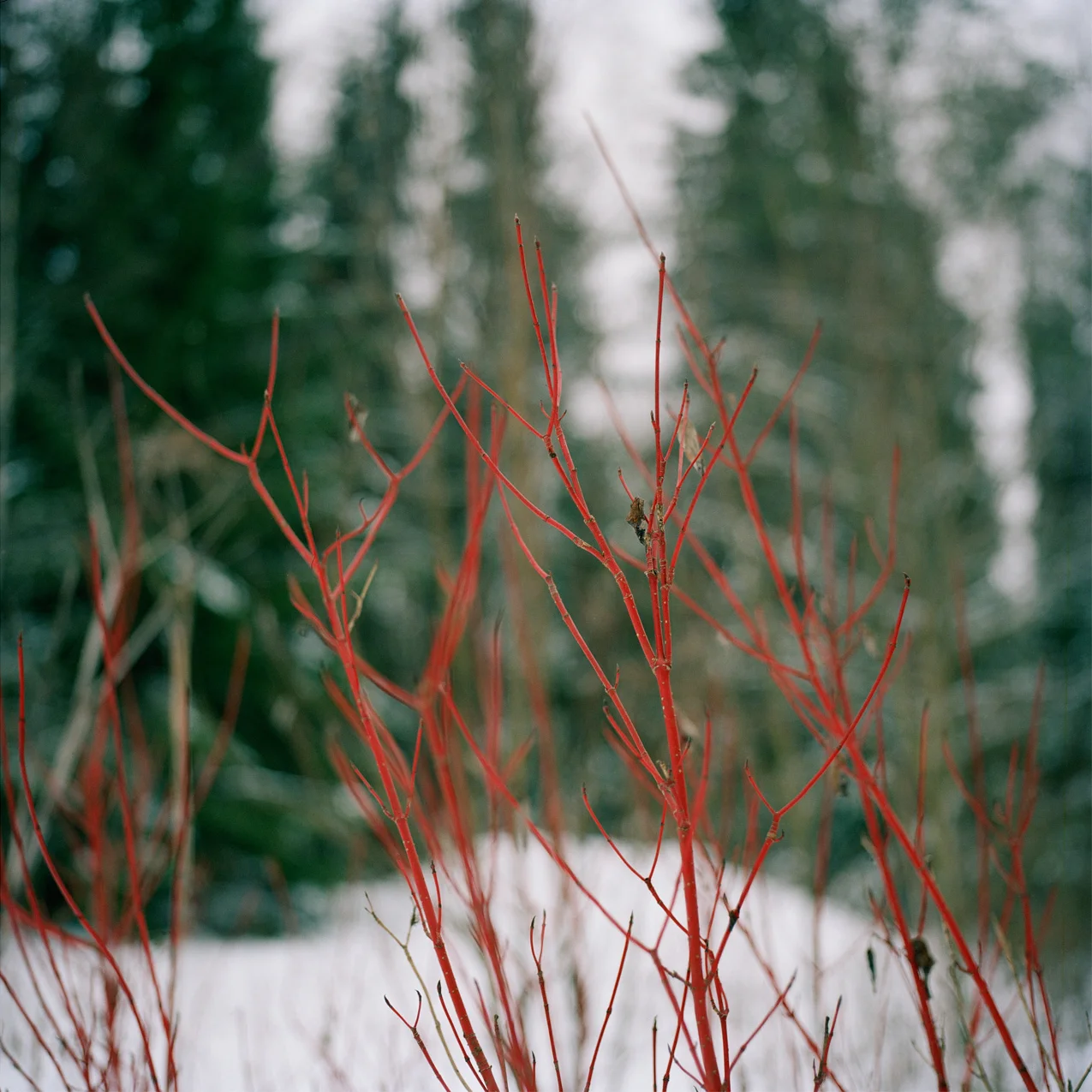 Untitled-06b.jpg