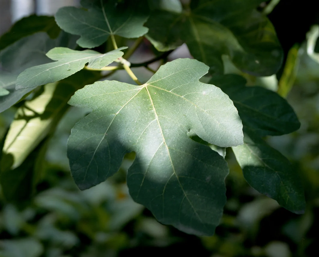 figleaves002_lowres.jpg