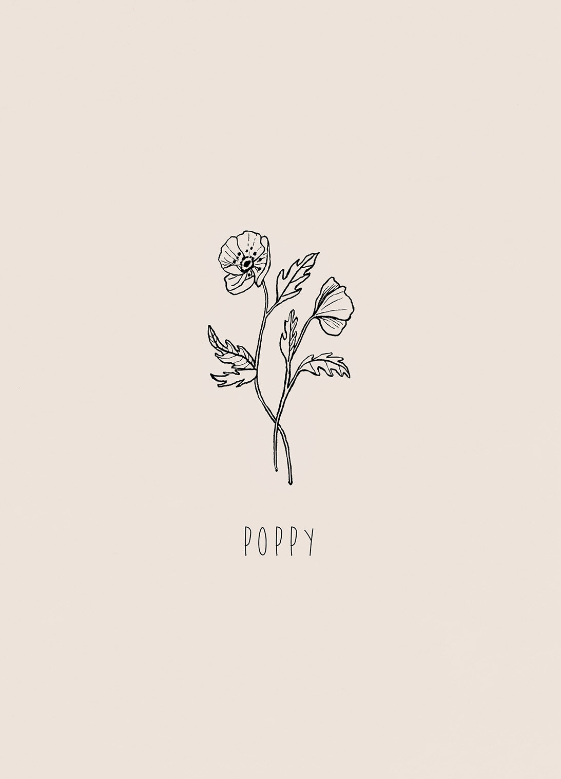 Poppy.jpg